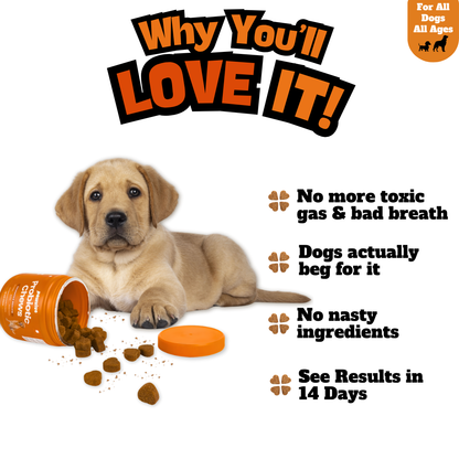 Probiotic Gut + Immunity Chewy Bites